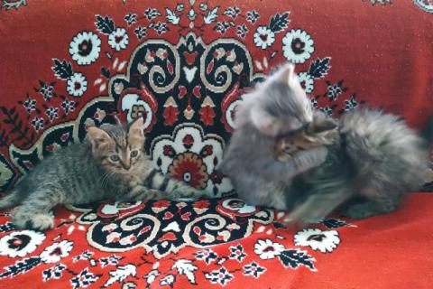 В дар кошку. Котята . Фото4