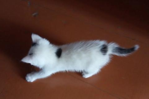 В дар кошку. Котёнок девочка. Фото3