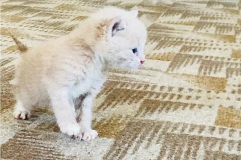 В дар кошку. Котята - Подкидыши. В добрые ручки. Фото1