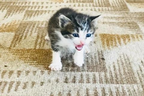 В дар кошку. Котята - Подкидыши. В добрые ручки. Фото2