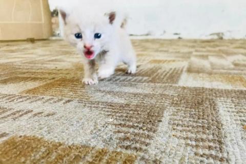 В дар кошку. Котята - Подкидыши. В добрые ручки. Фото3