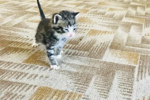 В дар кошку. Котята - Подкидыши. В добрые ручки. Фото4