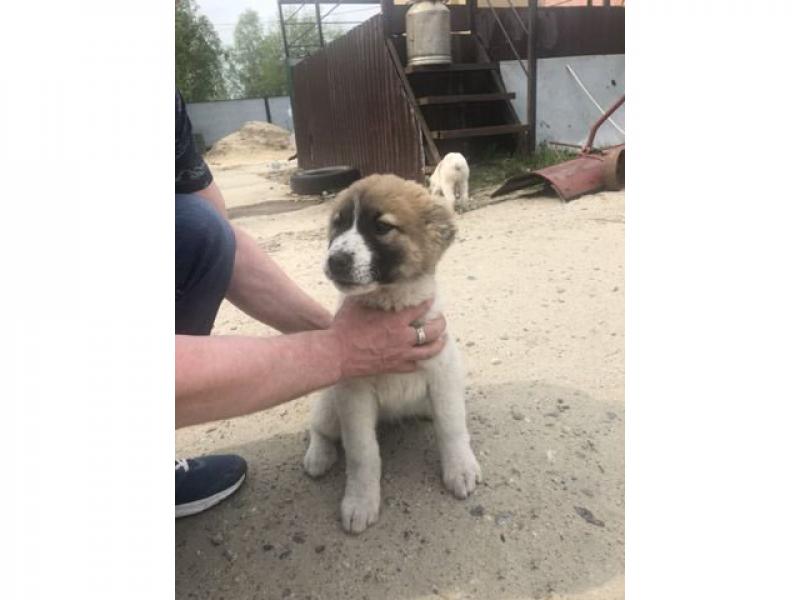 Продаю собаку