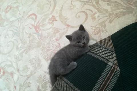 Продаю кошку. Британские котята. Фото2
