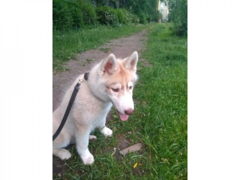 Продаю собаку