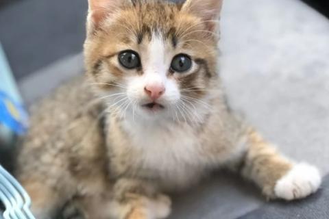 В дар кошку. Кошка. Фото1