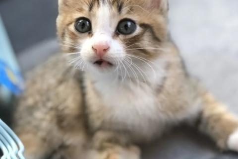 В дар кошку. Кошка. Фото2