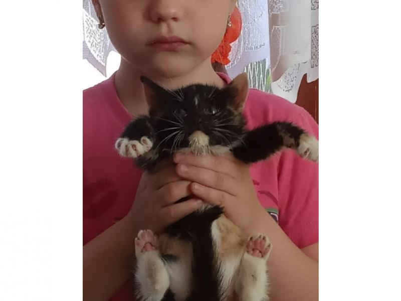 В дар кошку