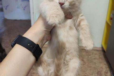 В дар кошку. Котята даром. Фото3