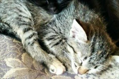 В дар кошку. Котята. Фото1