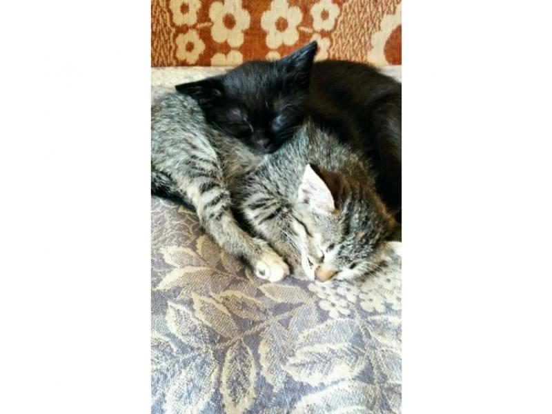 В дар кошку