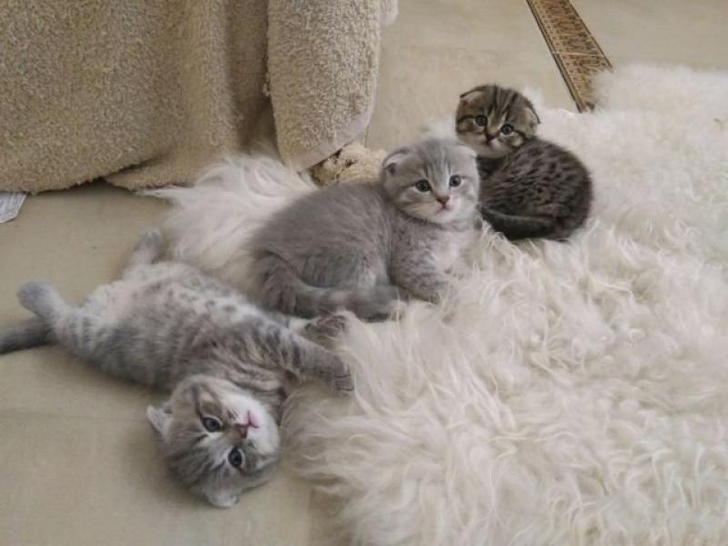Продаю кошку