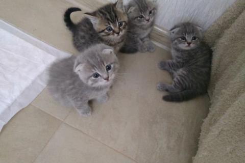 Продаю кошку. Шотландская. Фото4