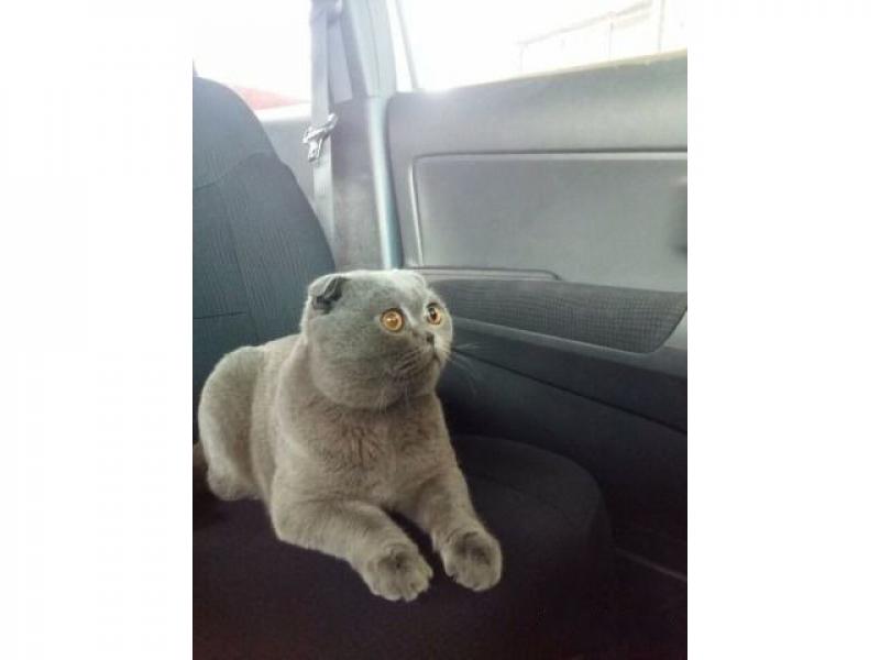 Вязка кошек