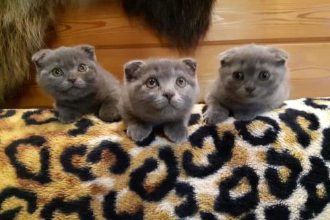 Продаю кошку. Британская вислоухая. Фото1