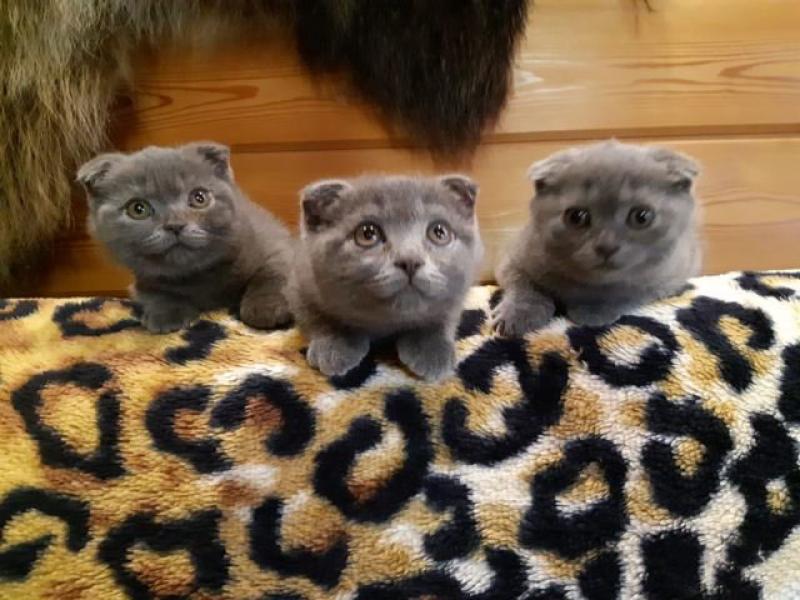 Продаю кошку