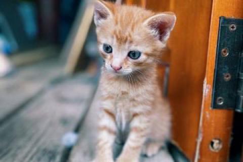 В дар кошку. Котята. Фото1