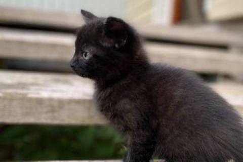 В дар кошку. Котята. Фото2