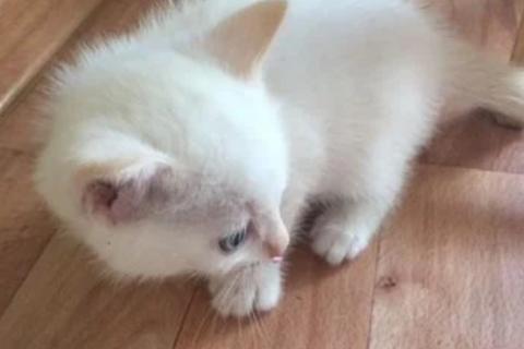 В дар кошку. Котята. Фото2