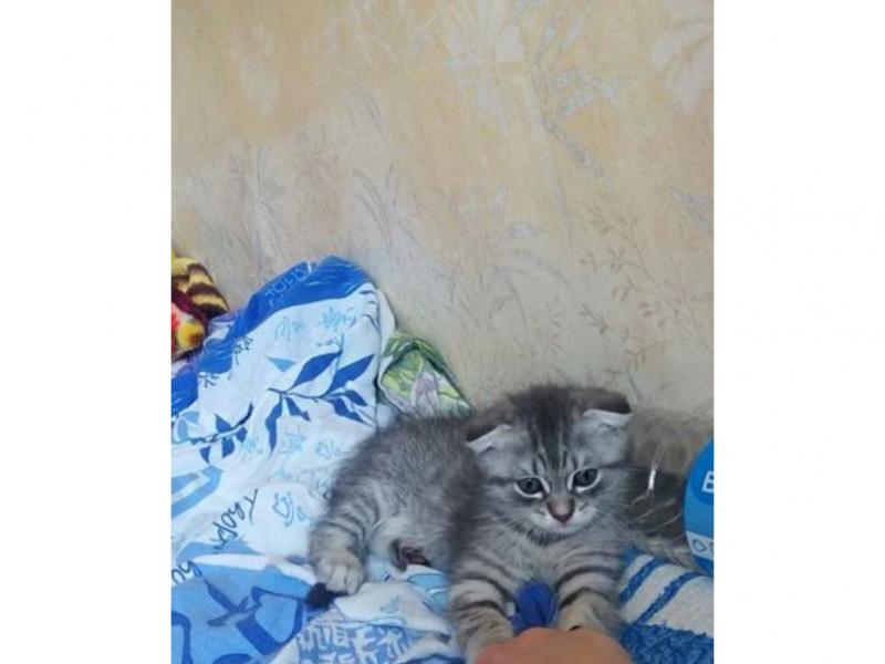 Продаю кошку