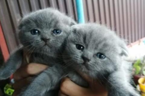Продаю кошку. Шотландская. Фото1