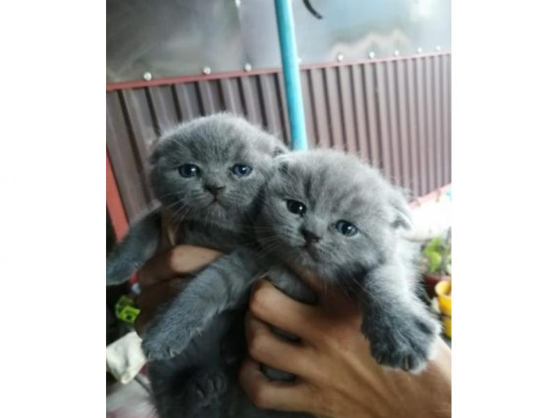 Продаю кошку
