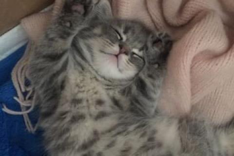 Продаю кошку. Котёнок. Фото1