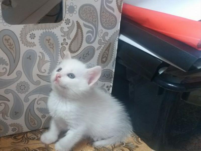 В дар кошку