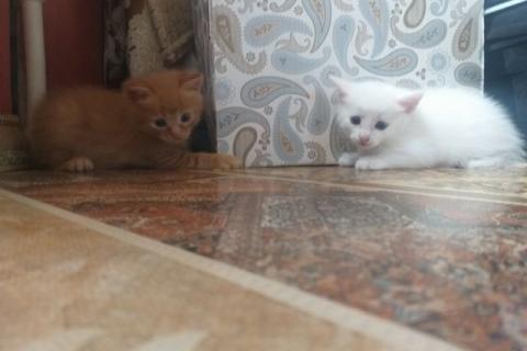 В дар кошку. Котята в добрые руки. Фото3