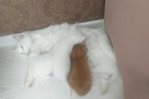 В дар кошку. Котята в добрые руки. Фото4