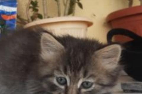В дар кошку. Котята. Фото3