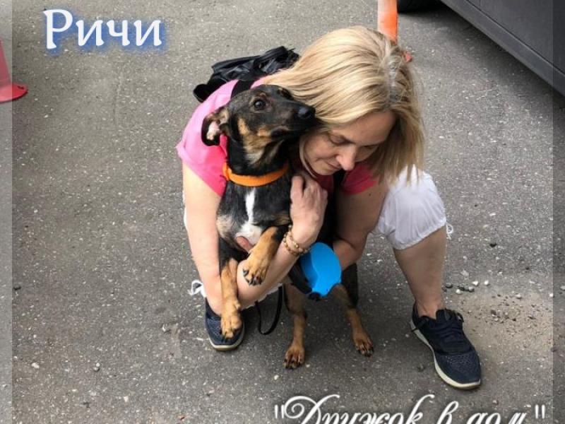 В дар собаку