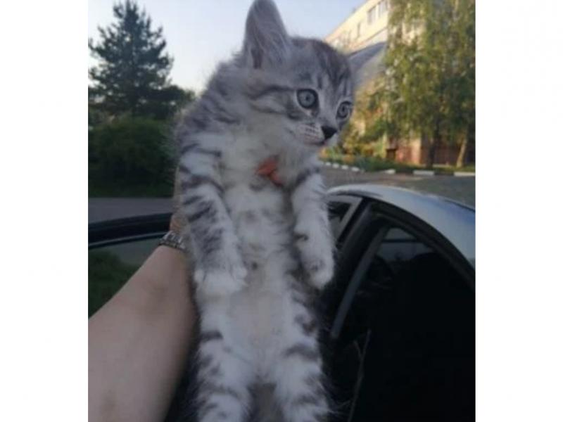 В дар кошку