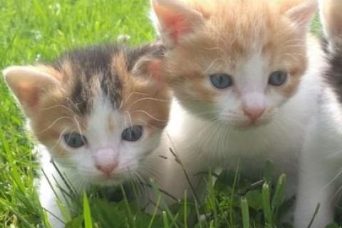 Продаю кошку. Котята. Фото3