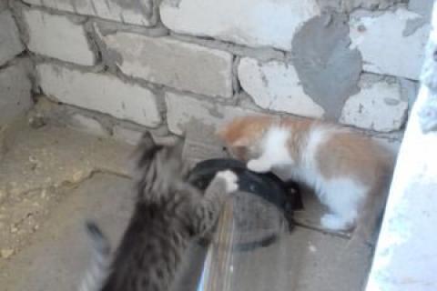 В дар кошку. Котята. Фото1