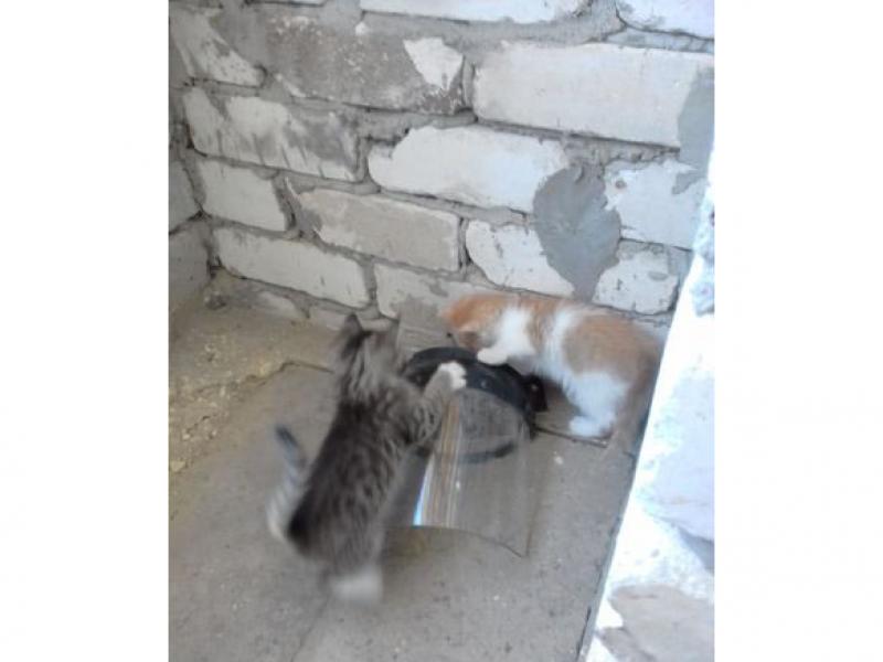 В дар кошку