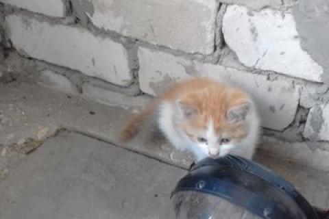 В дар кошку. Котята. Фото2