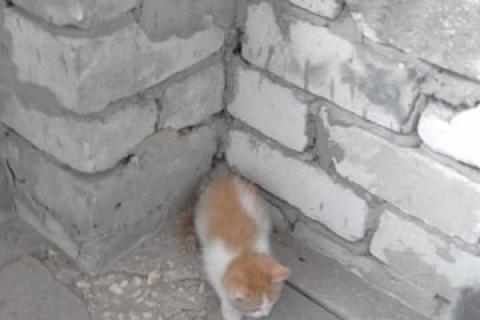 В дар кошку. Котята. Фото3