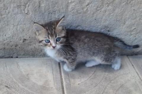 В дар кошку. Котята. Фото4