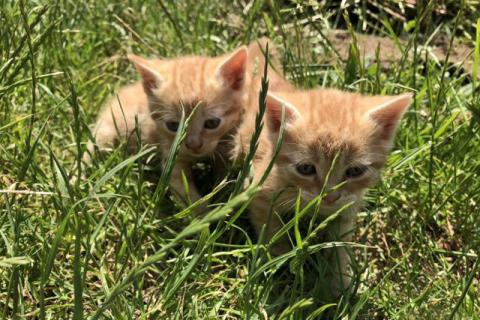 В дар кошку. Отдаю котят в добрые руки. Фото2