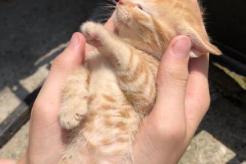 В дар кошку. Отдаю котят в добрые руки. Фото3