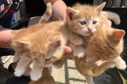 В дар кошку. Отдаю котят в добрые руки. Фото4