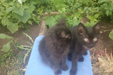 В дар кошку. Котята. Фото1
