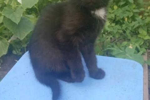 В дар кошку. Котята. Фото2
