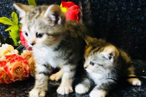Продаю кошку. Шотландские мальчик и девочка. Фото1