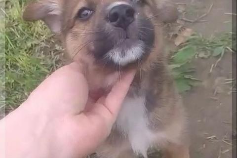В дар собаку. Два щенка и маленькая собачка в дар. Фото3
