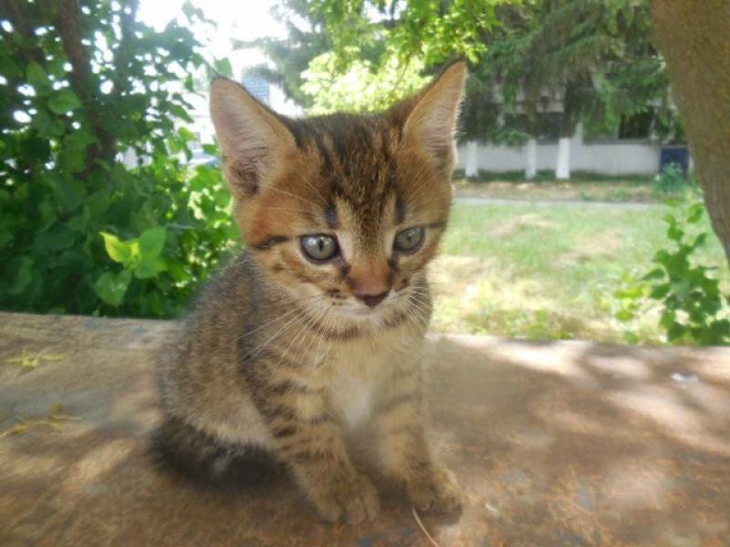 В дар кошку