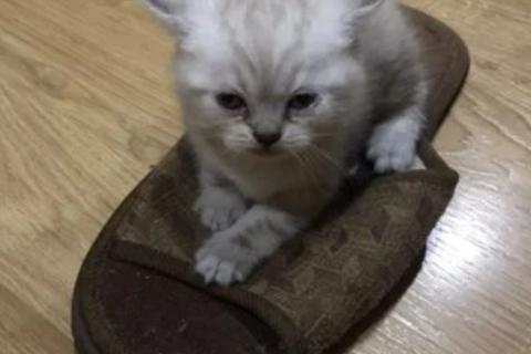Продаю кошку. Кошка. Фото1