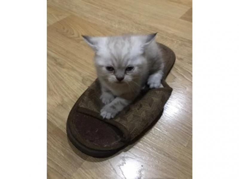Продаю кошку