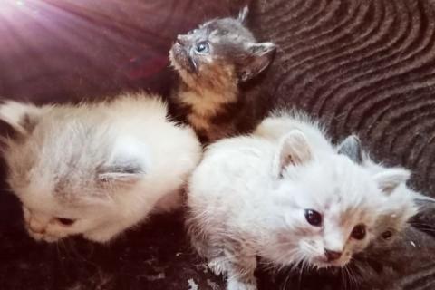 В дар кошку. Котятки. Фото1